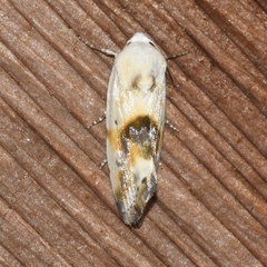 Acontiinae