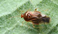 Monalocoris