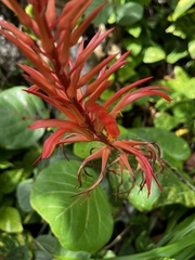 Pitcairnia bromeliifolia