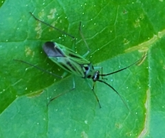 Ilnacora malina