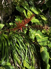 Pitcairnia bromeliifolia