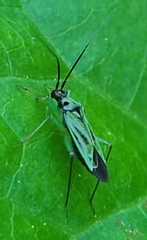 Ilnacora malina