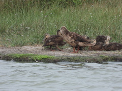 Anas fulvigula maculosa