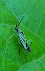 Ilnacora malina