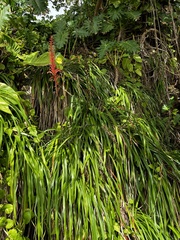Pitcairnia bromeliifolia