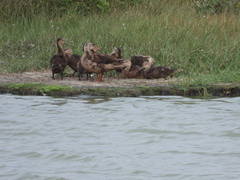 Anas fulvigula maculosa