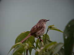 Prinia striata