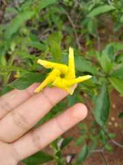 Tabernaemontana ochoterenae