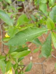 Tabernaemontana ochoterenae