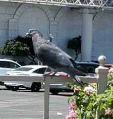 Columba livia