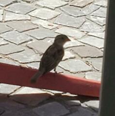 Passer domesticus