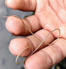 Chordodidae