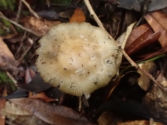 Amanita xylinivolva