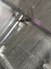 Platydracus phoenicurus