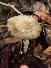 Amanita xylinivolva