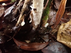 Amanita xylinivolva