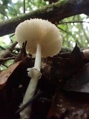 Amanita xylinivolva