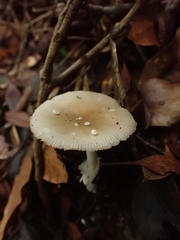 Amanita xylinivolva