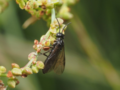 Endelomyia aethiops