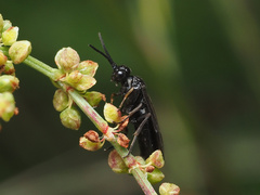 Endelomyia aethiops