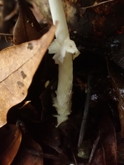 Amanita xylinivolva