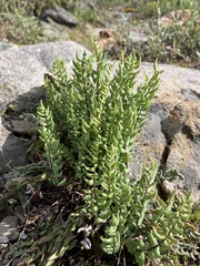 Pellaea bridgesii image