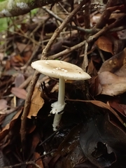 Amanita xylinivolva