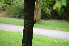 Sphyrapicus ruber ruber