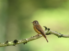 Muscicapa ferruginea
