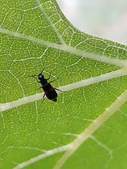 Anthocomus fasciatus