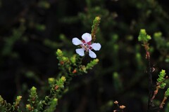 Leptospermum epacridoideum