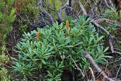 Banksia paludosa