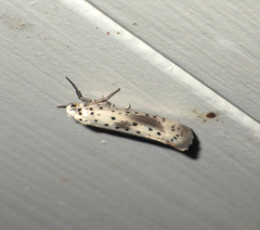 Yponomeuta irrorellus