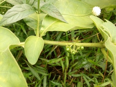 Solanum jamaicense