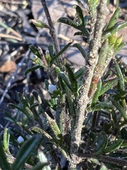 Cyanothamnus rigens