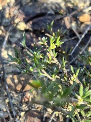 Cyanothamnus rigens