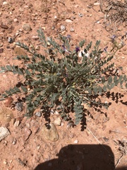Astragalus missouriensis