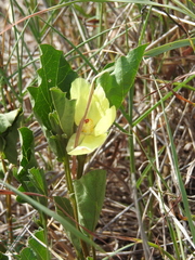 Cienfuegosia drummondii
