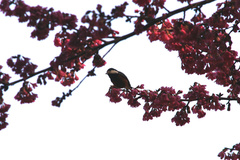 Sittiparus castaneoventris