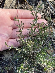 Cyanothamnus rigens