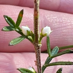 Cyanothamnus rigens