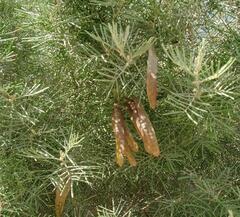 Tracheophyta