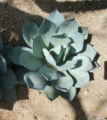Agave