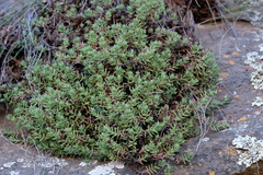 Crassula dependens