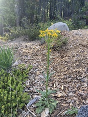 Solidago multiradiata multiradiata