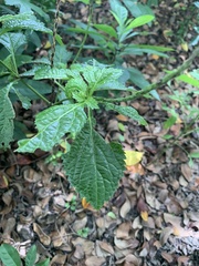 Stachytarpheta urticifolia