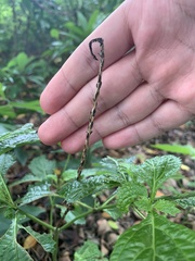 Stachytarpheta urticifolia
