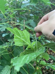 Stachytarpheta urticifolia
