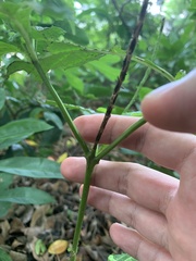 Stachytarpheta urticifolia