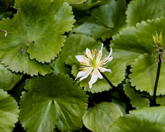 Caltha biflora